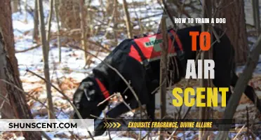 Mastering Air Scenting: Effective Techniques to Train Your Dog