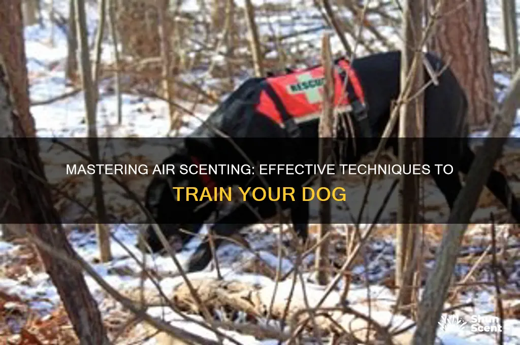 how to train a dog to air scent