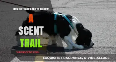 Mastering Scent Tracking: Effective Techniques to Train Your Dog