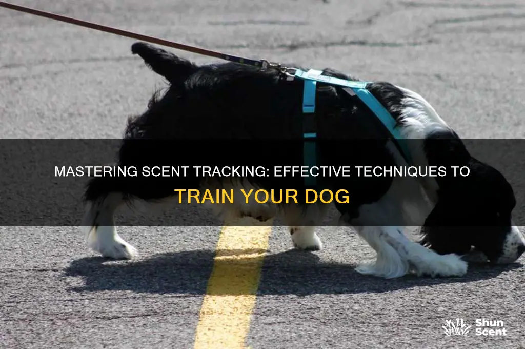how to train a dog to follow a scent trail