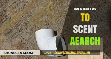 Mastering Scent Search: Effective Training Tips for Your Dog