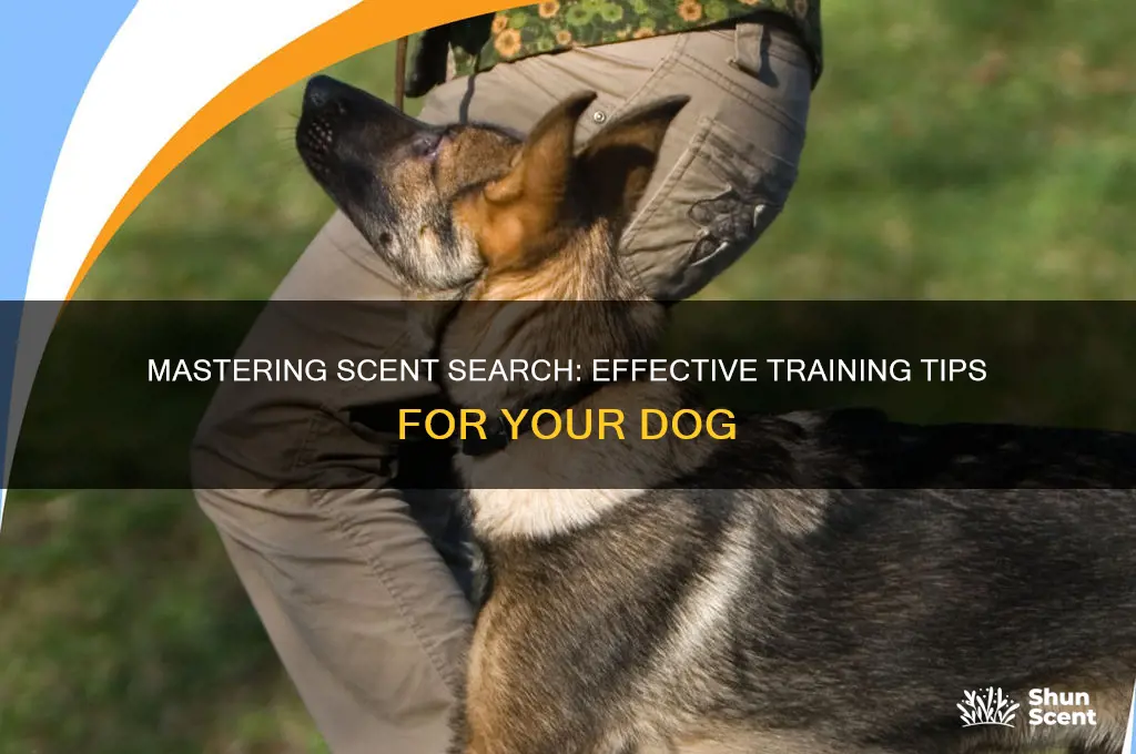 how to train a dog to scent aearch