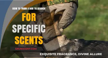 Mastering Scent Detection: Training Your Dog to Find Specific Scents