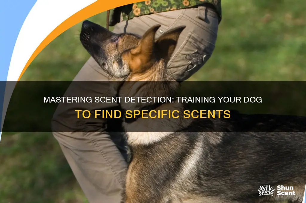 how to train a dog to search for specific scents