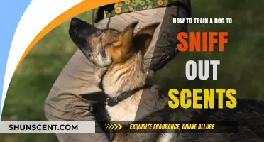 Mastering Canine Scent Detection: Effective Training Tips for Your Dog