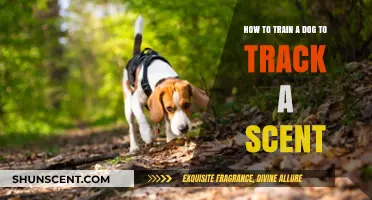 Mastering Scent Tracking: Effective Techniques to Train Your Dog
