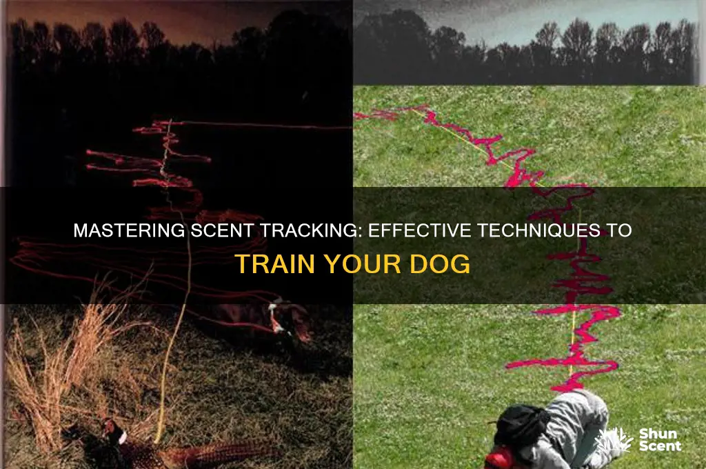 how to train a dog to track a scent