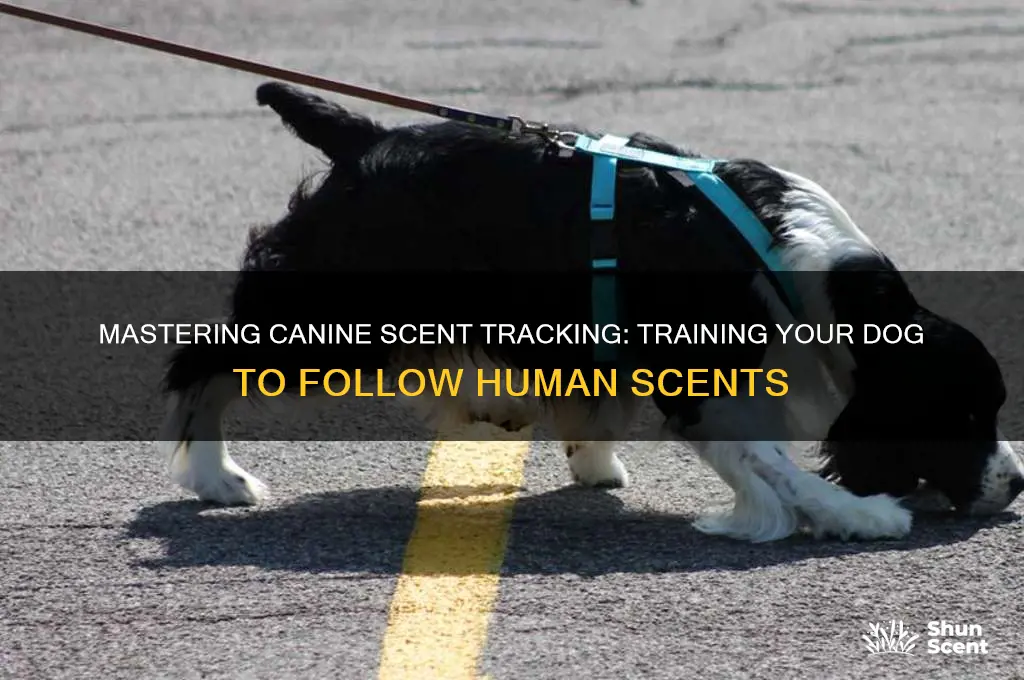 how to train a dog to track human scent