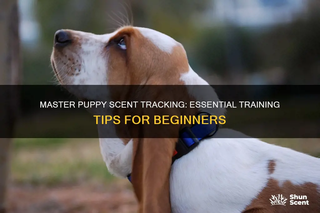 how to train a puppy to track by scent