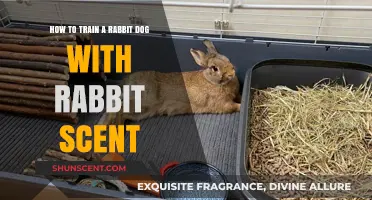 Master Rabbit Dog Training: Using Rabbit Scent for Effective Results