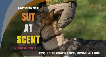Mastering Scent Training: Effective Techniques to Teach Your Dog to Detect Scents