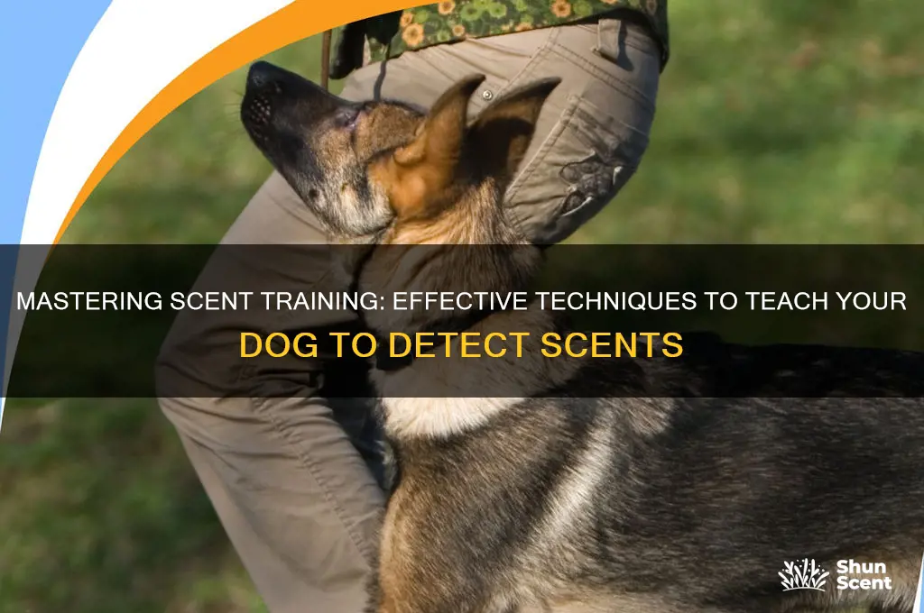 how to train dig ti sut at scent