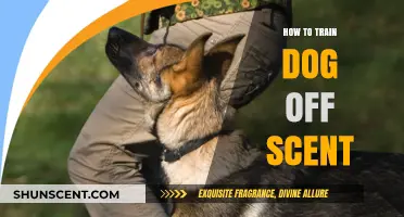 Mastering Scent Training: Effective Techniques to Train Your Dog Off Scent
