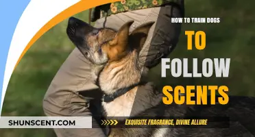 Mastering Scent Training: Effective Techniques to Teach Dogs to Follow Scents