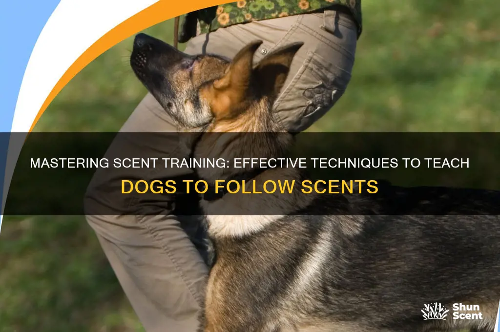 how to train dogs to follow scents