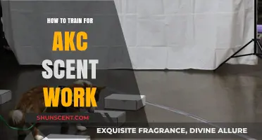 Mastering AKC Scent Work: Proven Training Tips for Success