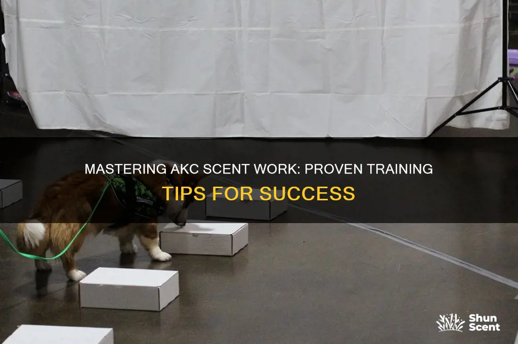 how to train for akc scent work