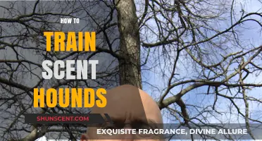 Mastering Scent Hound Training: Proven Techniques for Enhanced Tracking Skills