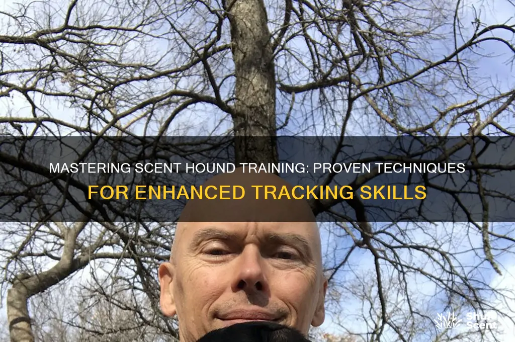 how to train scent hounds