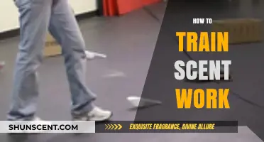 Mastering Scent Work: Essential Training Tips for Dogs and Handlers