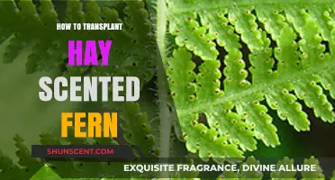 Transplanting Hay Scented Fern: A Step-by-Step Guide for Gardeners