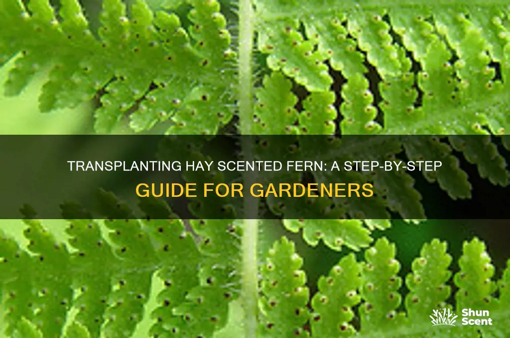 how to transplant hay scented fern