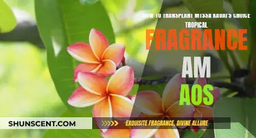 Transplanting Tropical Paradise: A Guide to MTSSA's Fragrant Journey