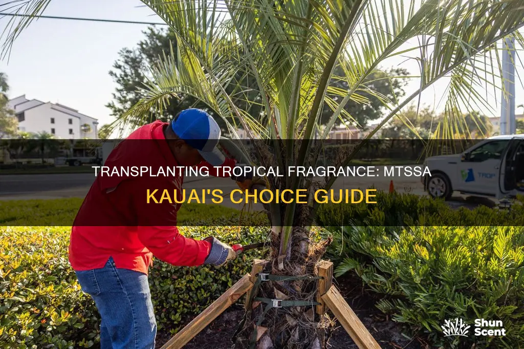how to transplant mtssa kauai