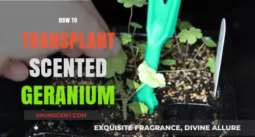 Mastering Scented Geranium Transplanting: A Step-by-Step Guide for Gardeners