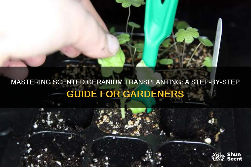 how to transplant scented geranium