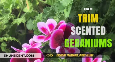 Pruning Scented Geraniums: Essential Tips for Healthy Growth and Fragrance