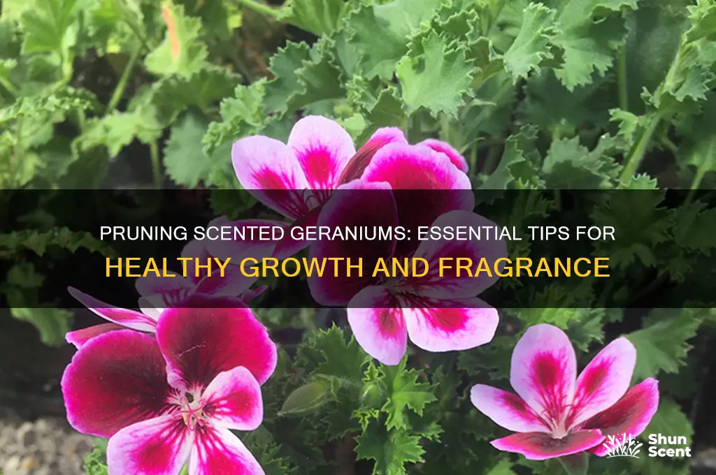 how to trim scented geraniums