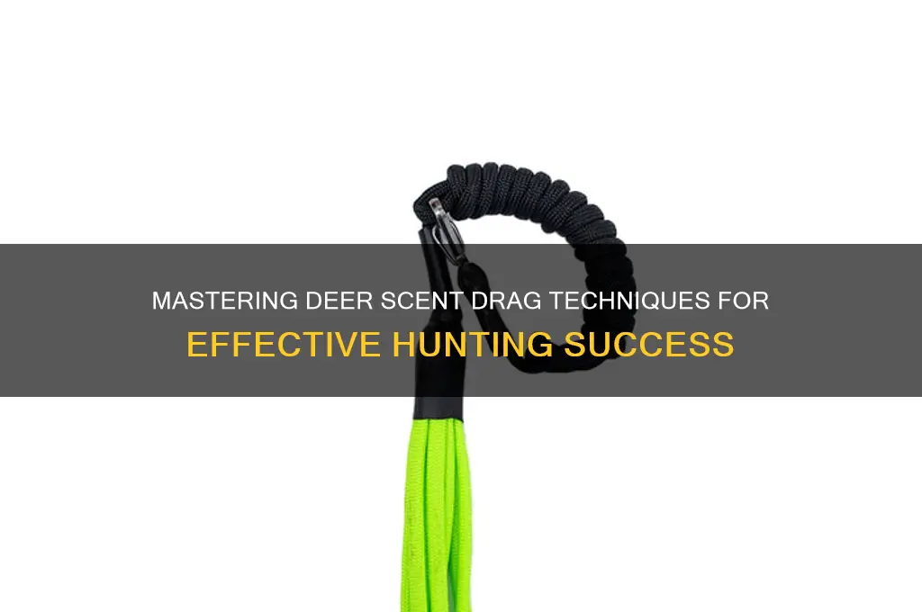 how to use a deer scent drag
