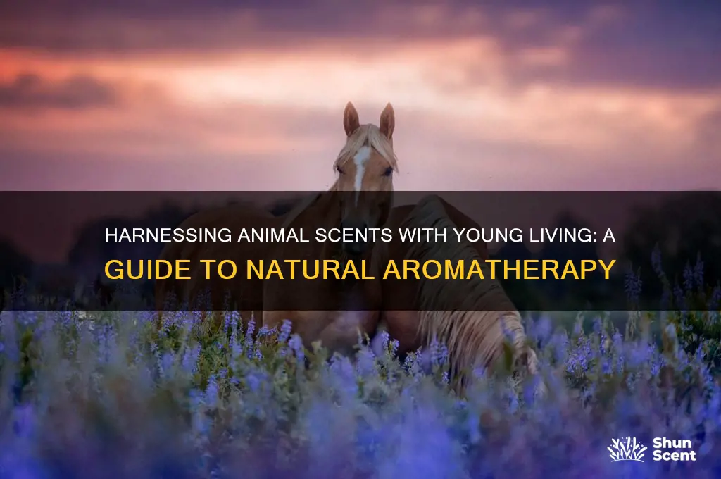 how to use animal scents young living
