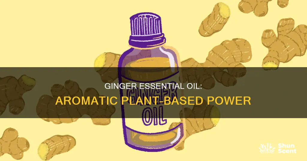 how to use ginger essential oil plant aroma oil