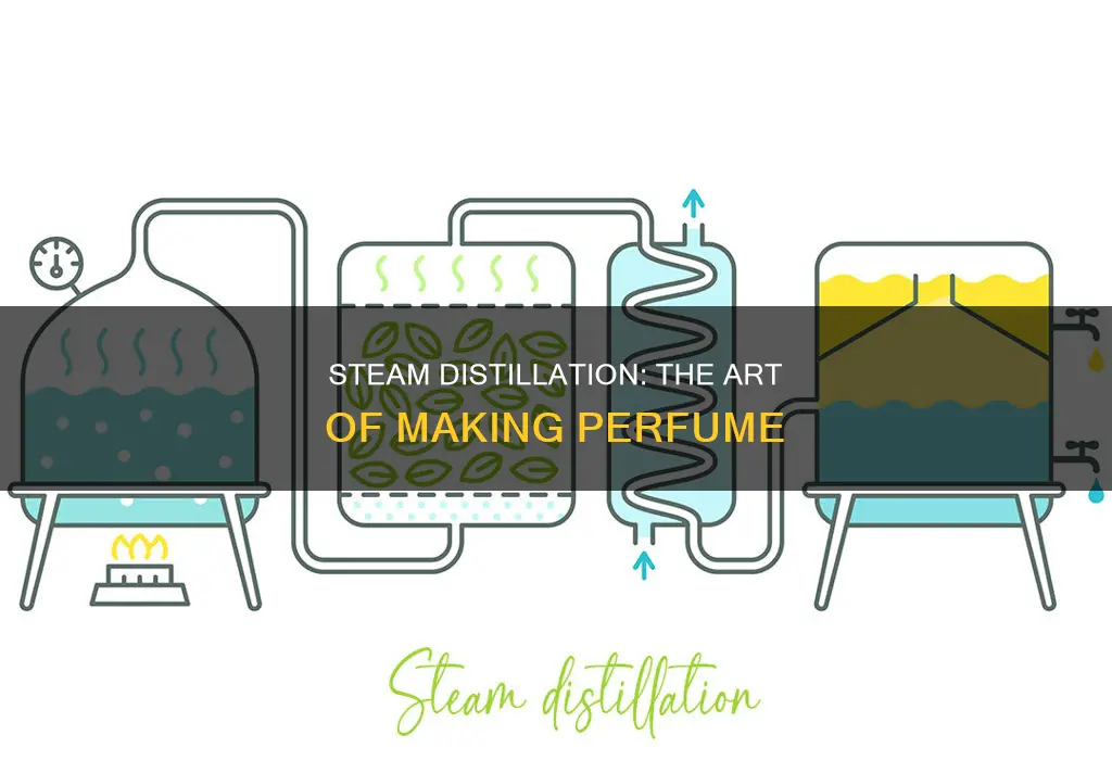 how to use steam distillation for perfume
