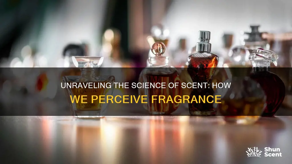 how we smell fragrance