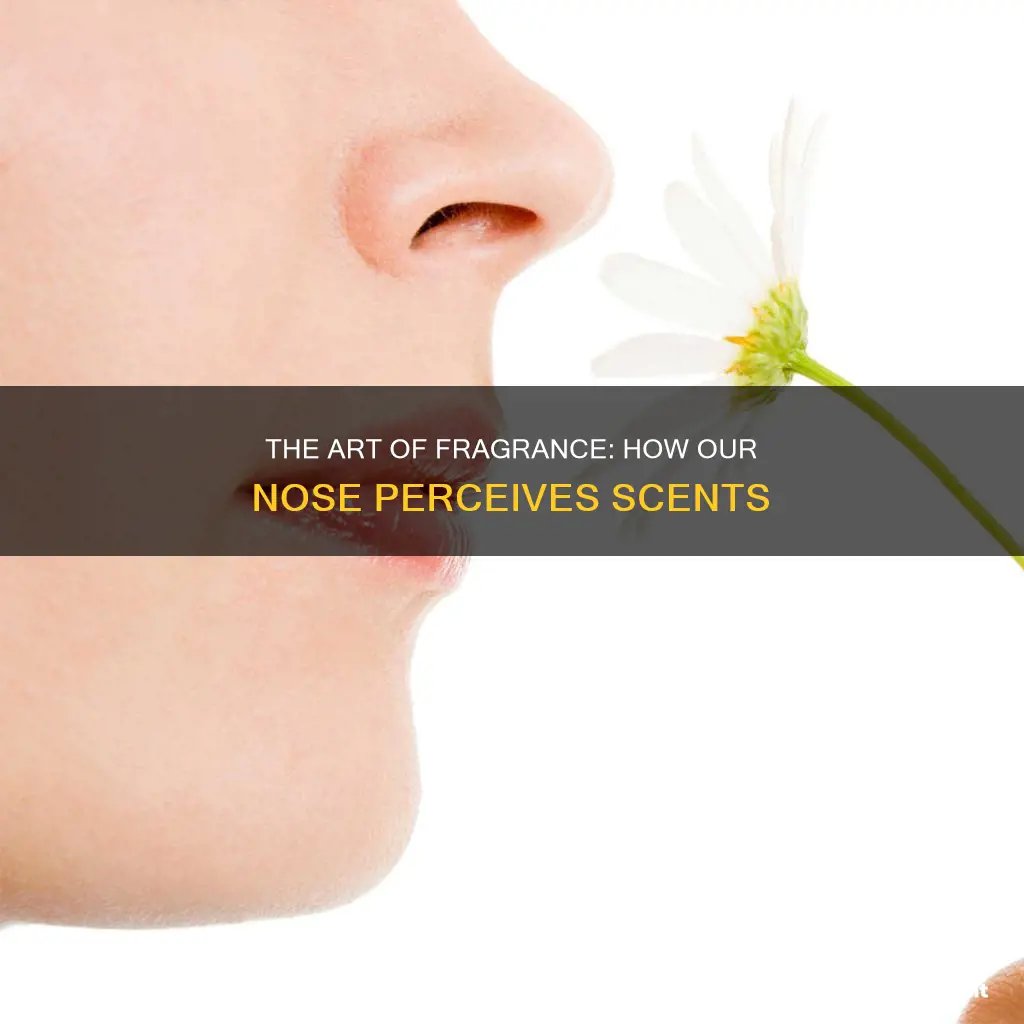 how we smell fragrance