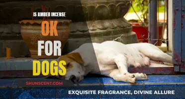 Incense and Dogs: Is Amber Incense Safe?