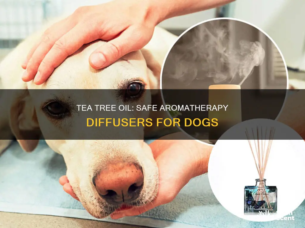 is aroma diffuser safe for dogs tea tree