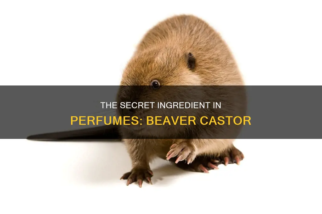 is beaver castor used in perfume