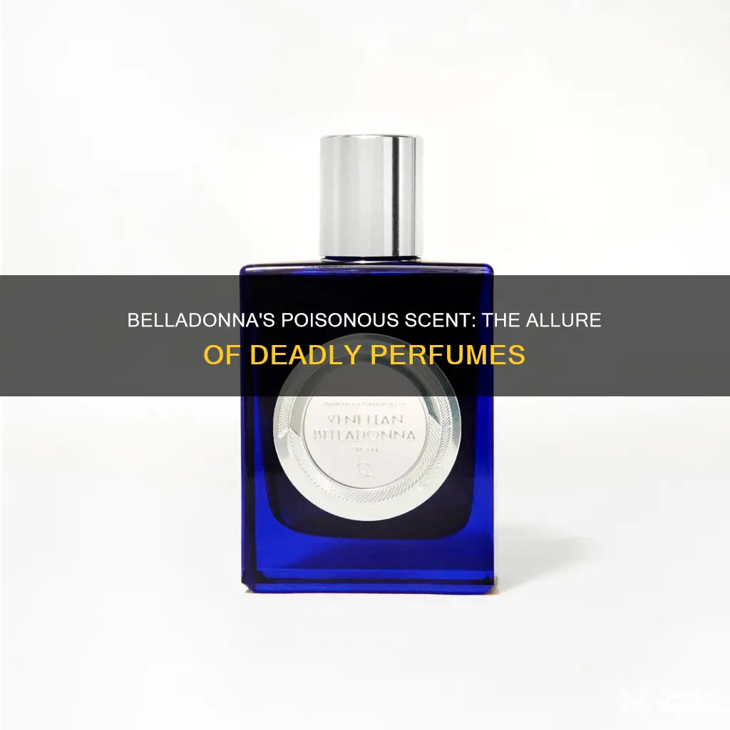 is belladonna used in perfume