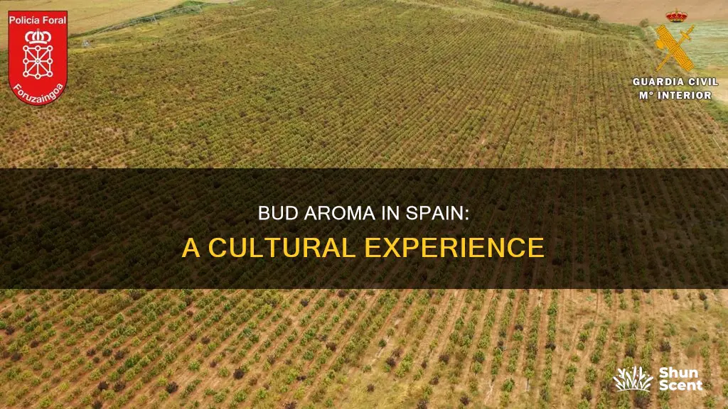 is bud aroma in spain