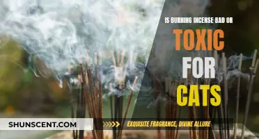 Incense Toxicity in Cats: Is Burning Incense Harmful?