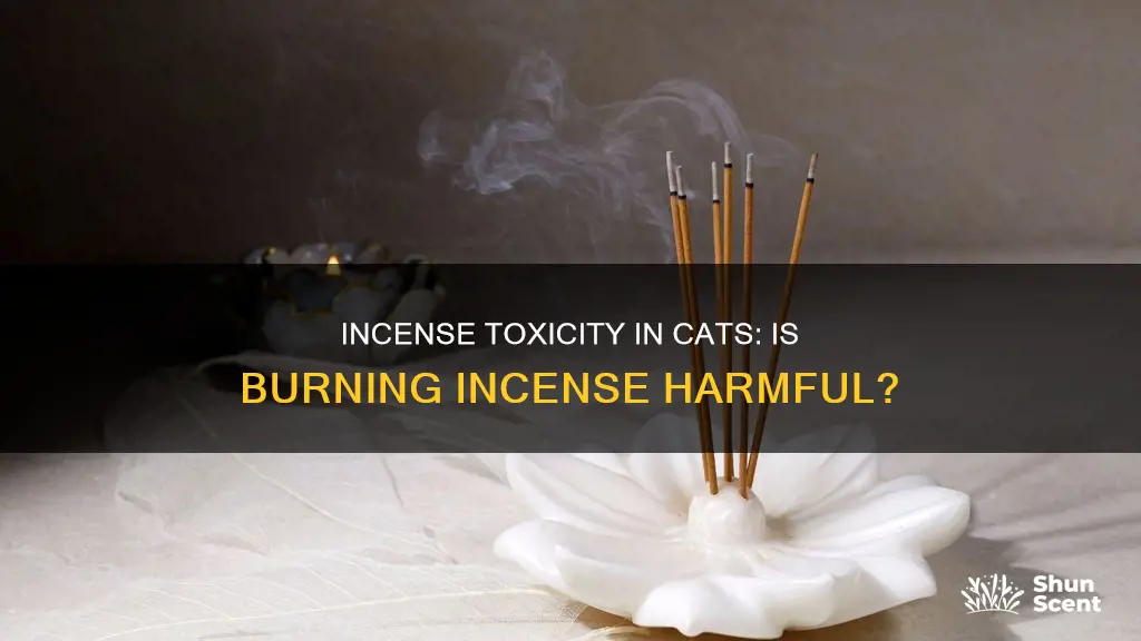 is burning incense bad or toxic for cats