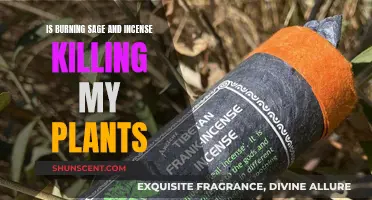 Sage, Incense, and Plants: A Fragrant but Deadly Mix?