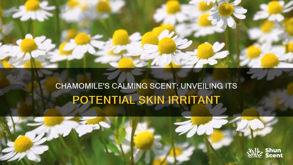 is chamomile a fragrance that could irritate skin