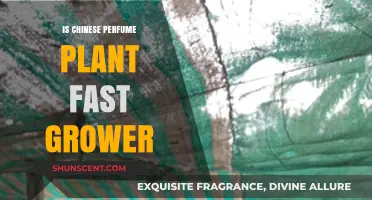 Chinese Perfume Plant: A Rapid Grower?