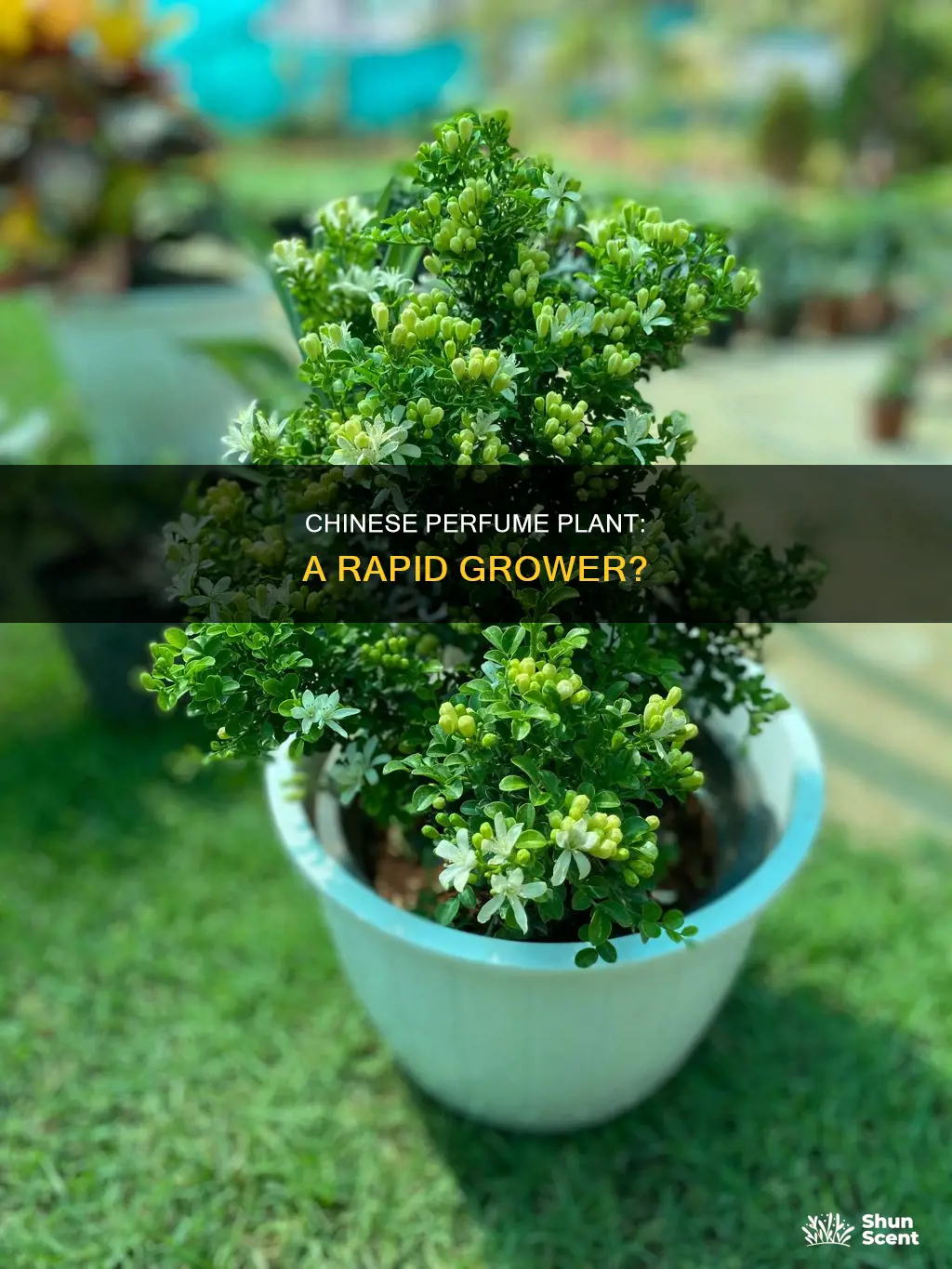 is chinese perfume plant fast grower