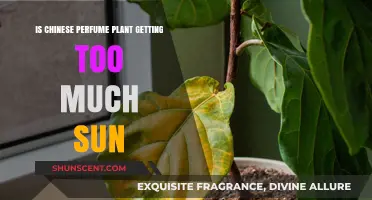 Chinese Perfume Plant: Avoiding Too Much Sun